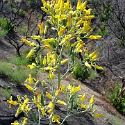 dicentra chrysantha